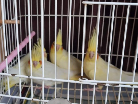 Temiz bakımlı canlı sultan papağanı