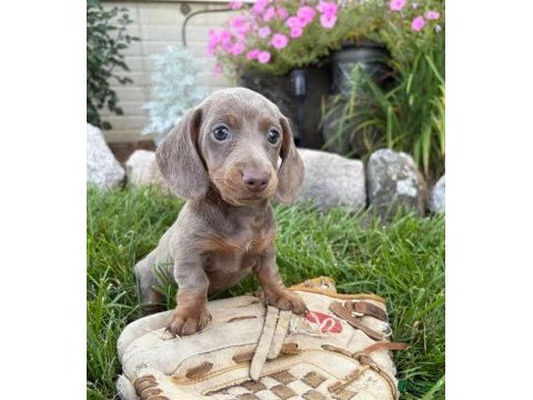 Çiftliğimizden a kalite dachshund bebekler