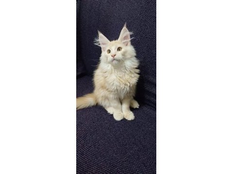 Şampiyonların torunu anne baba şecereli maine coon
