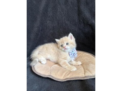 Golden british shorthair paşam hazır