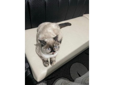 Sütlaç yuva arıyor british shorthair