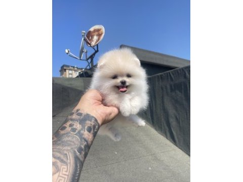 Ayı surat pomeranian boo yavrular