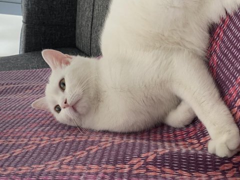 British shorthair x yerli tekir