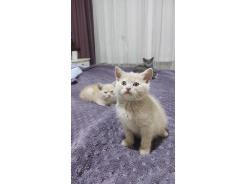 2 adet erkek british shorthair
