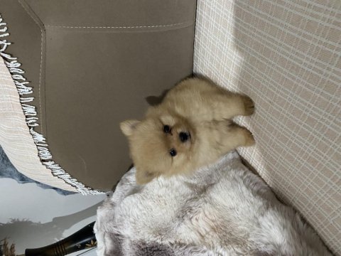 Teacup pomeranian boo 2.5 aylık