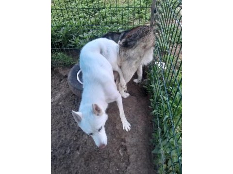 Mavi gözlü süt beyaz erkek husky sibirya kurtları
