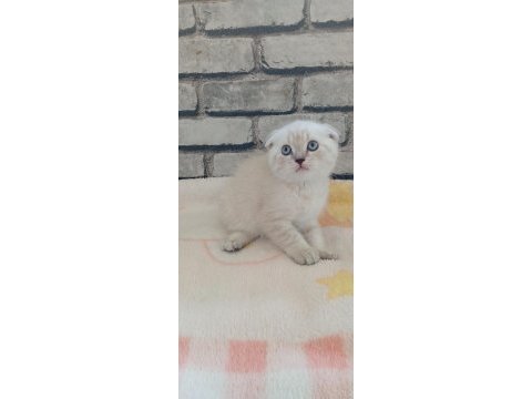 3 erkek kardeş 50 günlük