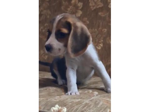 Beagle yavrularımız