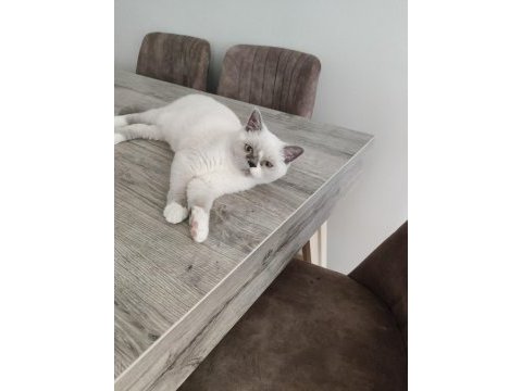 British shorthair erkek yavrumuz