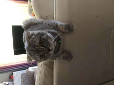 Scottish fold luna kızımıza yuva arıyoruz