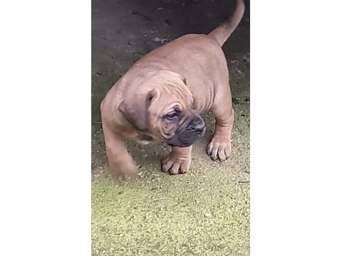 A class dev adayı presa canario yavruları
