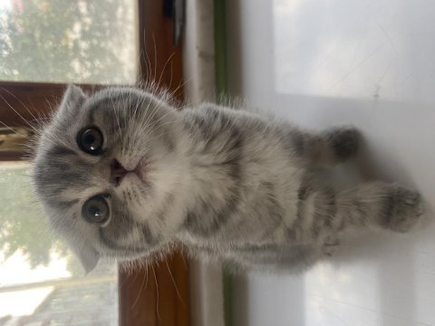 Scottish fold dişi yavru sahiplendirilecektir