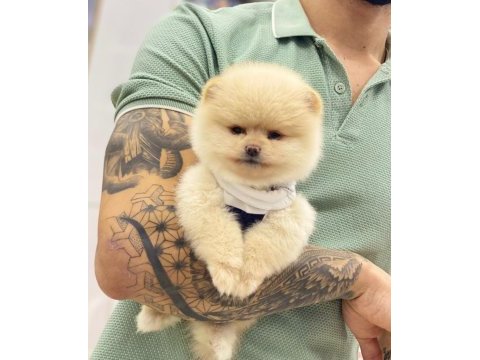 Pomeranian boo köpeğimiz