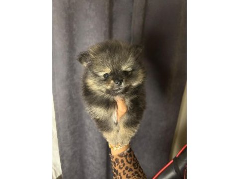 Pomeranian yavruları