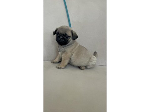 Erkek pug yavrumuz yeni ailesini arıyor