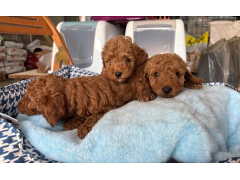Toy poodle köpekler tüy dökmez