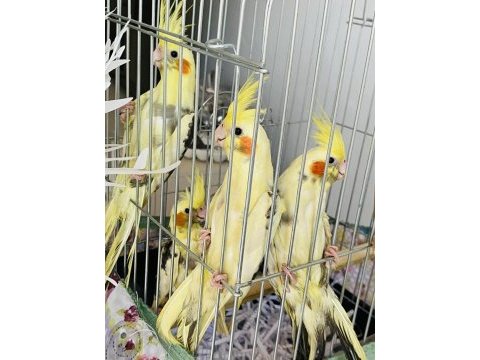 Adana pied sultan papağanı yavruları