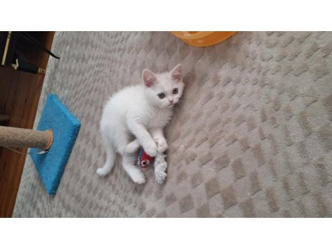 Yeni yuvasına gitmeye hazır dişi british shorthair yavrumuz