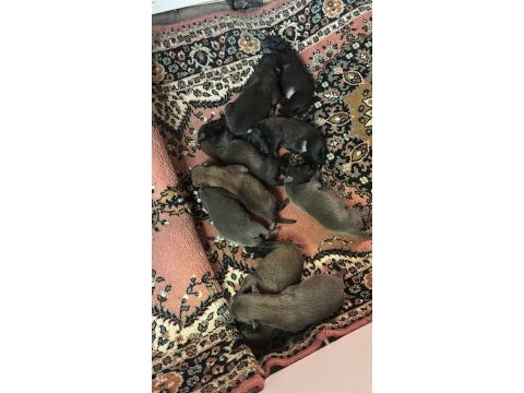 A kalite belçika kurdu yavrular
