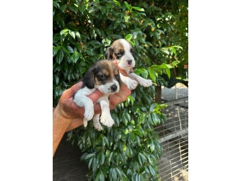 Beagle yavruları ücretsiz değildir