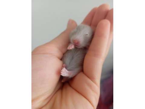 Hamster yavrular