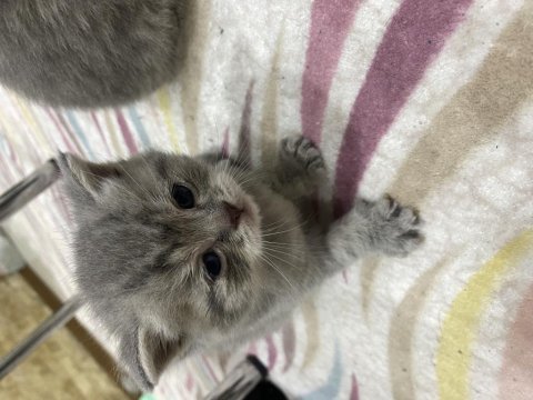 Brisith shorthair & brisith fold