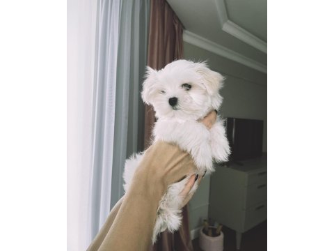 Sevimli terrier cinsi yavruları