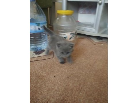 Sağlıklı oyuncu british shorthair bebekler