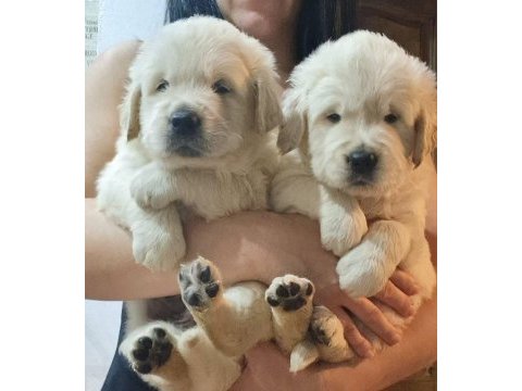Golden retriever yavrular istenirse kapınıza teslim