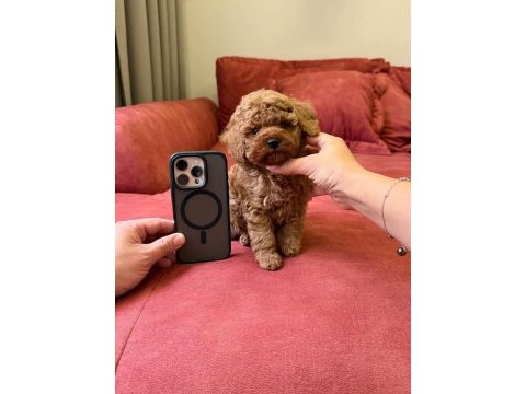 Sevimli toy poodle yavrularımız yeni ailelerini arıyor