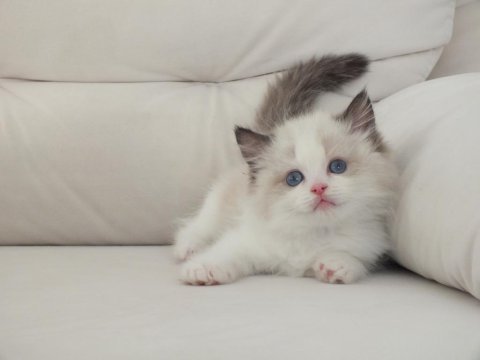 Full şecereli ragdoll yavruları