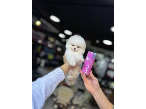 Pomeranian üretim çiftiğinden