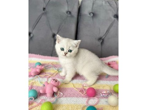 A kalite british shorthair bebekler