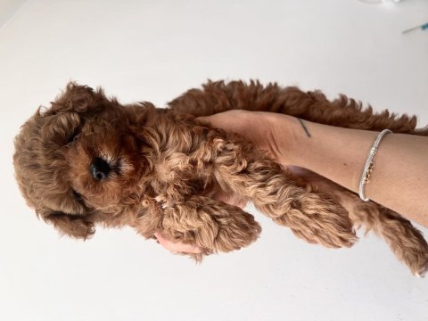 Red brown dişi toy poodle