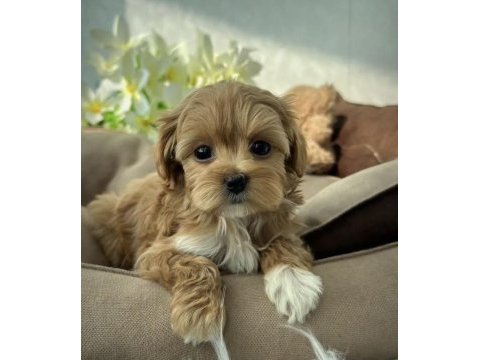 Türkiyenin en iyi kore maltipoo yavruları