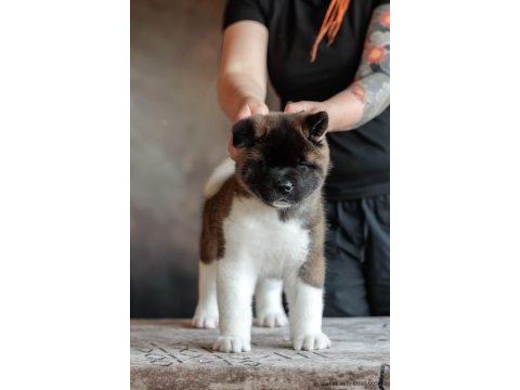 Amerikan akita inu