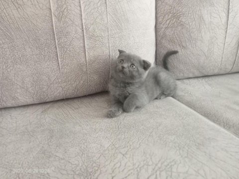 Acil yavru scottish fold