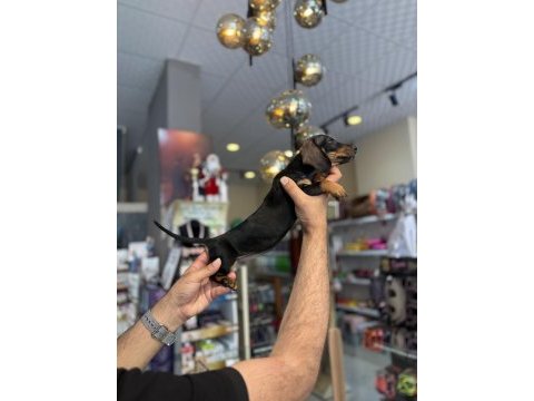 Dachshund sosis prenses