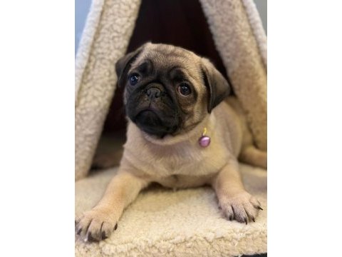 Pug mops yavrularımız