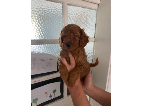 Red brown poodle yavrular ev üretimi