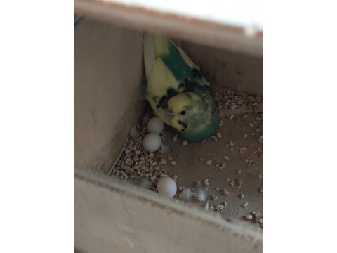 1 yaşında yumurtalı çift muhabbet kuşu