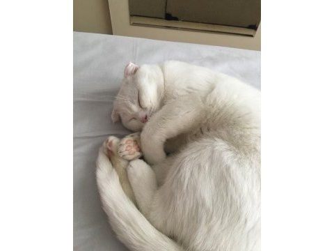 7 aylık scottish fold kedimizi veriyoruz
