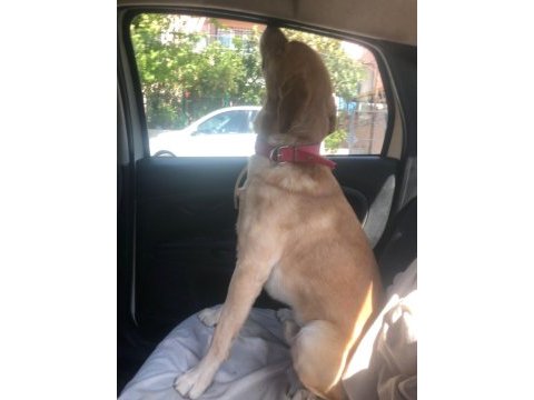 Labrador köpeği erkek