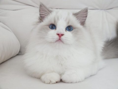 Full şecereli ragdoll yavruları