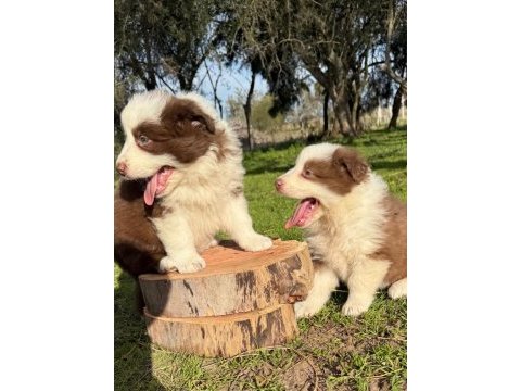 Özel border collie yavruları 