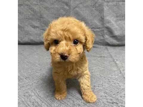 Dünya tatlısı maltipoo yavruları
