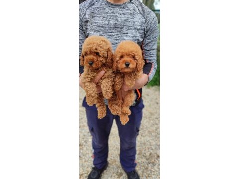 Bebek yüzlü poodle