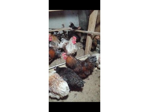 Splash, gsg, blue wyandot tavuklar