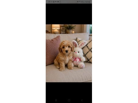 Maltipoo minik köpekler