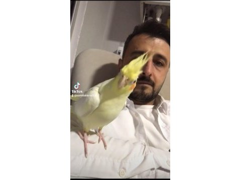 Tarçın tadında sultan papağanı
